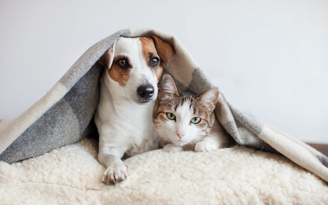 Banner-Guarda-de-animais-de-estimação-1080x675-1